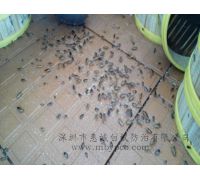 飯堂廚房滅蟑螂