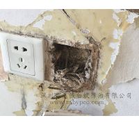 插座內白蟻